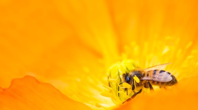 Api in australia foto api e fiore giallo