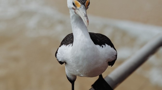 Uccello A Moreton Island (Australia)