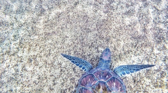 purple-and-blue-sea-turtle