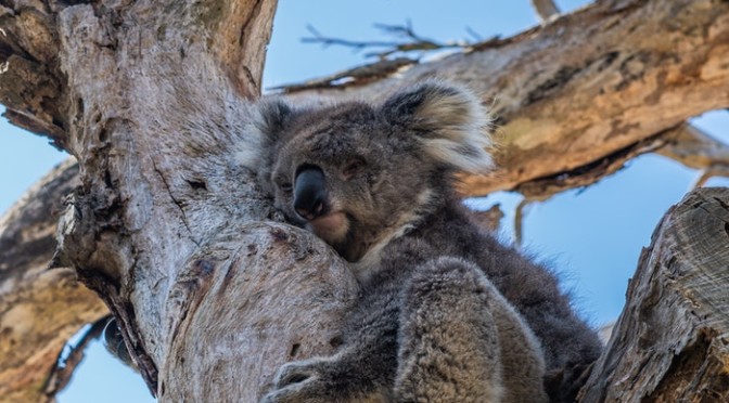 koala Foto di Ethan Brooke da Pexels