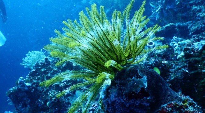 green-coral-reef-under-water